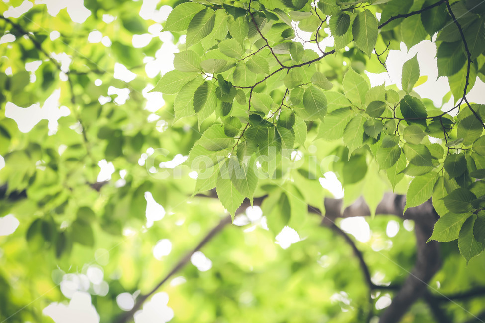 잎,나무,초록,leaf,tree,휴식,힐링,rest,relaxation,healing