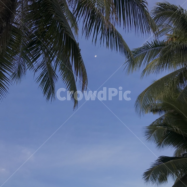 summer,여름,tropical,plant,식물,tree,나무,하늘,sky,자연,nature,야자수,보라카이,boracay,여유,휴식,자연,풍경,nature,landscape