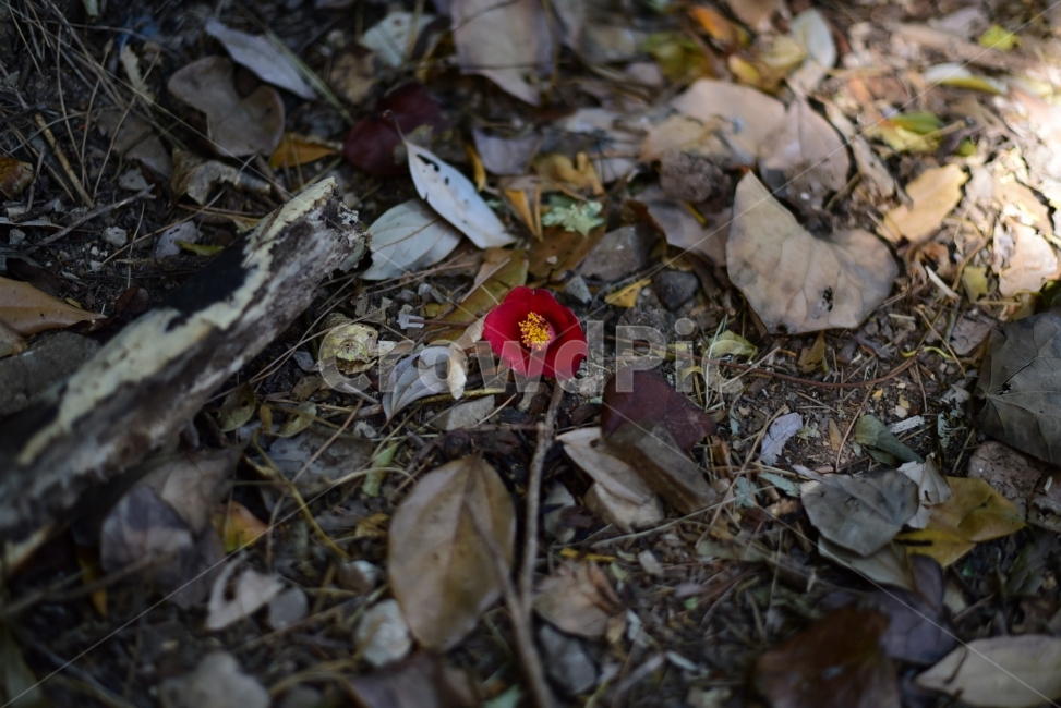 동백꽃,낙엽,겨울,식물,꽃,거제,내도,식물,자연,plants,nature,꽃,flower