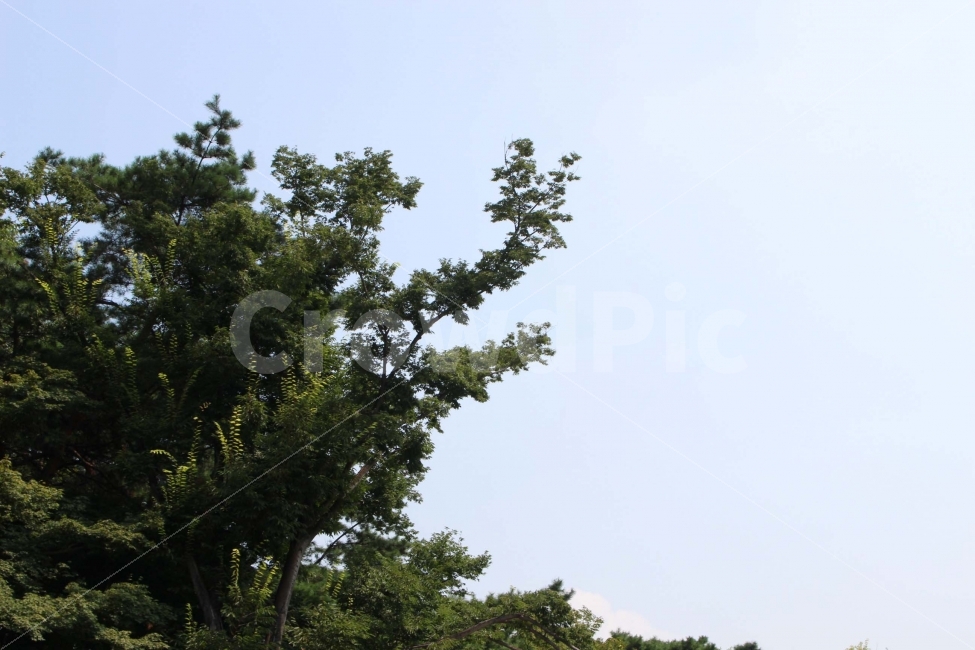 하늘,나무,자연,야외,공원,정원,풍경,식물,자연,plants,nature