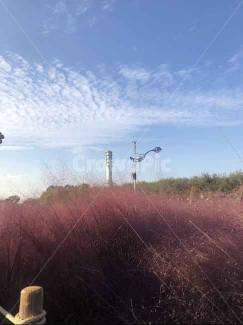 핑크뮬리,하늘공원,가을하늘,분홍색,식물,plant,pinkplant,pink,가을,계절,fall,autumn,season,grass,잔디