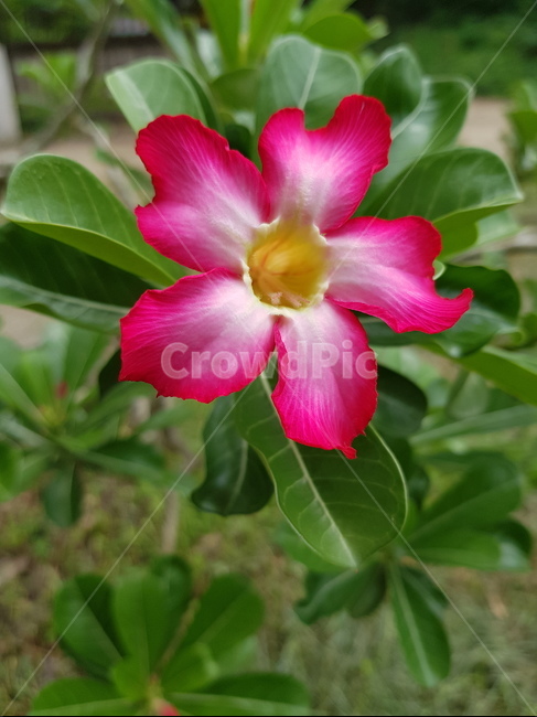 아데니움꽃,석화,사막장미,adeniumabesum,desertrose