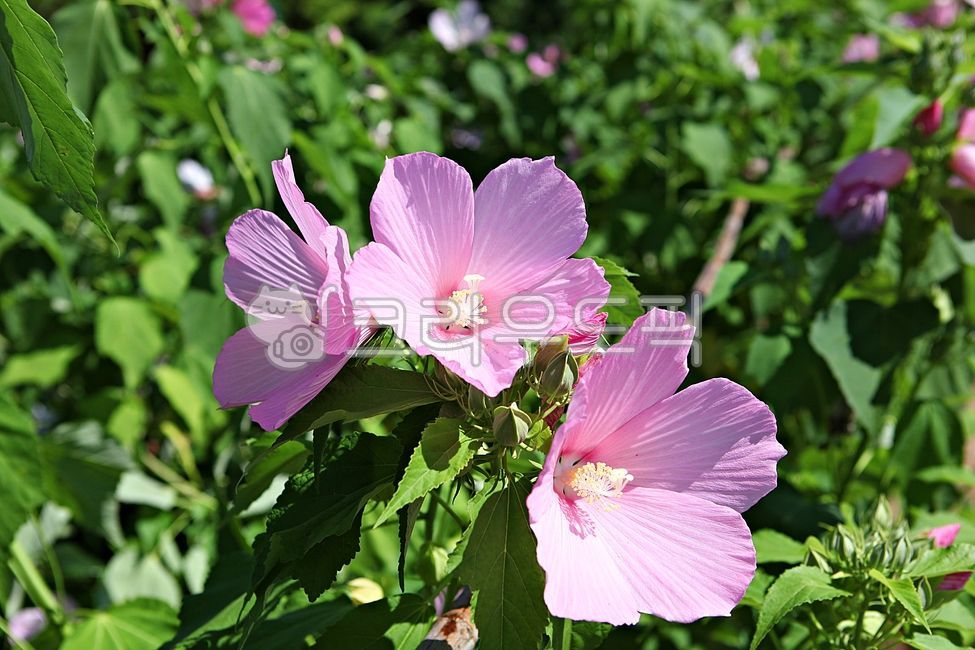 꽃,꽃잎,잎,여름꽃,개화,식물,자연,공원