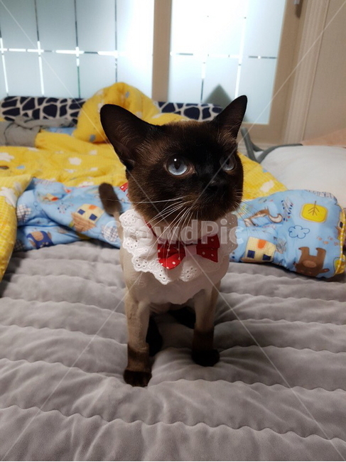 고양이,샴,반려묘,샴고양이,귀염둥이,동물,animal,포유류,mammal,고양이,cat,kitten,kitty