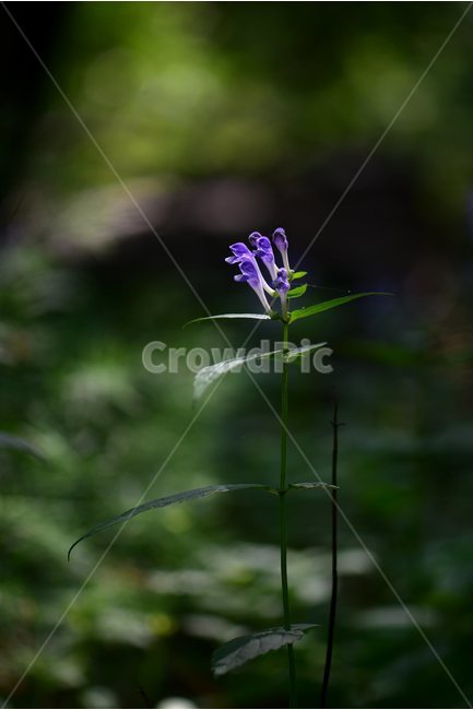 광릉골무꽃,꿀풀과,골무꽃속,야생화,봄,꽃,plant,wild,flower,자연,생태,식생,풀꽃,식물,자연,plants,nature,꽃,flower