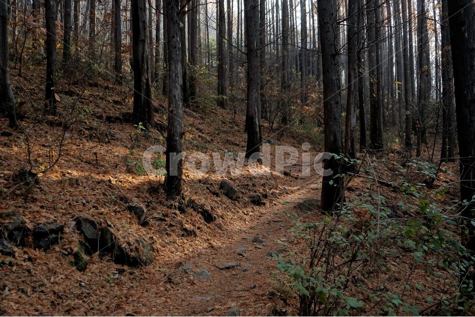 초겨울,숲,메타세콰이어,나무,자연,woods,forest,nature,trail,latefall,walkway,trees,season,stroll,park,sunshine,그림자,shadow,식물,자연,plants,nature,나무,trees,wood