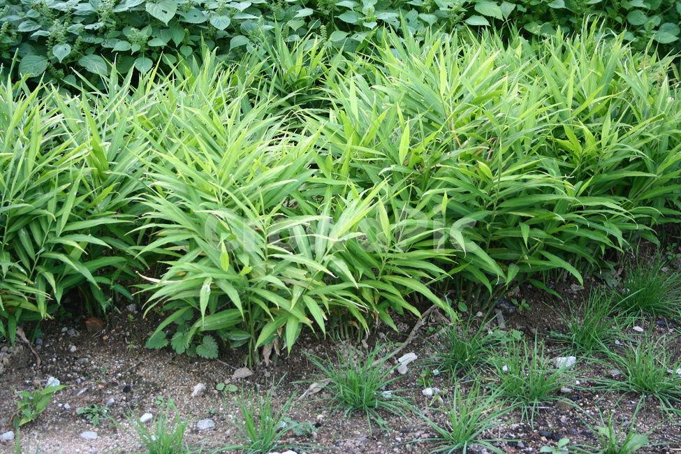 생강,생강밭,생강재배,생강농사,생강수확,식물,자연,plants,nature