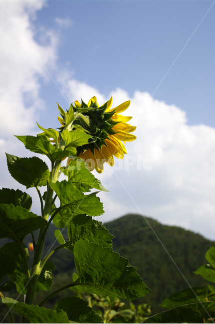 해바라기,꽃,식물,flower,plant