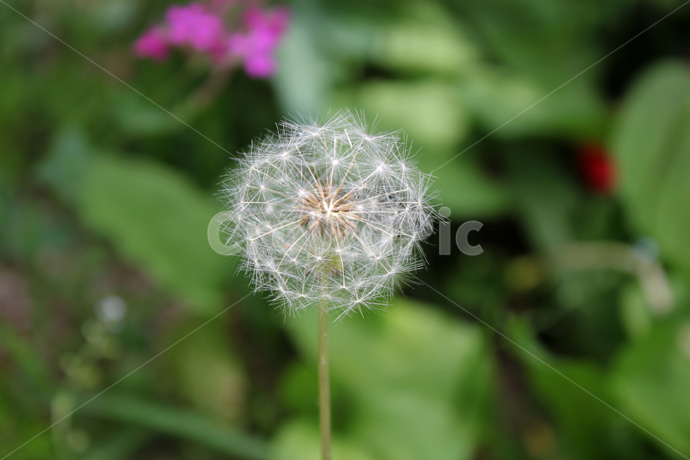 민들레씨,씨앗,민들레,민들레씨앗,씨,꽃씨,자연,식물,클로즈업,seed,plant,dandelion,green,녹색,그린,seeds,soft,부드러운,봄,spring,야외,정원,식물,자연,plants,nature,꽃,flower