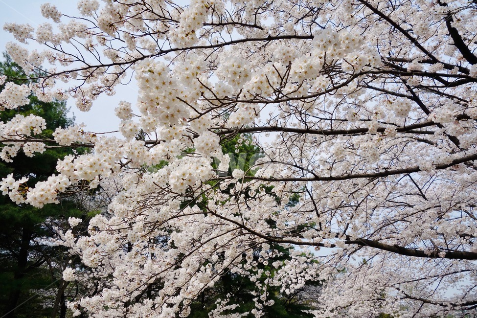 벚꽃,벚꽃가지,꽃놀이,봄,꽃,꽃잎,감성,설레임,청순,벚꽃나무,식물,plant,blossom,flower,cherryblossom,spring