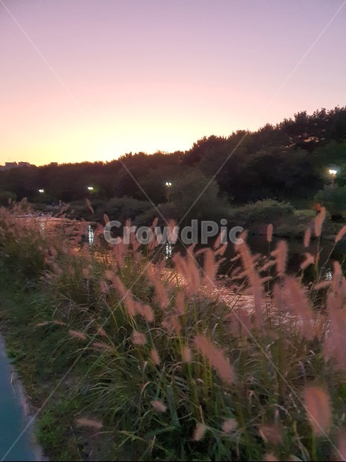 가을풍경,풍경,가을,따뜻,갈대,산책,자연,하늘,가을,계절,fall,autumn,season,grass,잔디,plant,식물