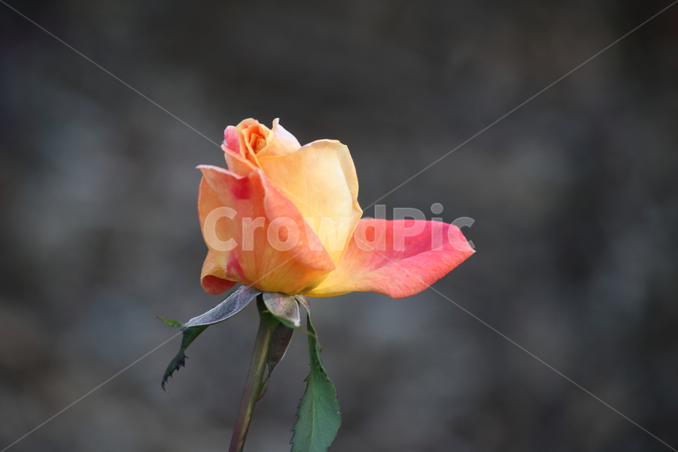 장미,꽃,식물,정원수,rose,식물,자연,plants,nature,꽃,flower