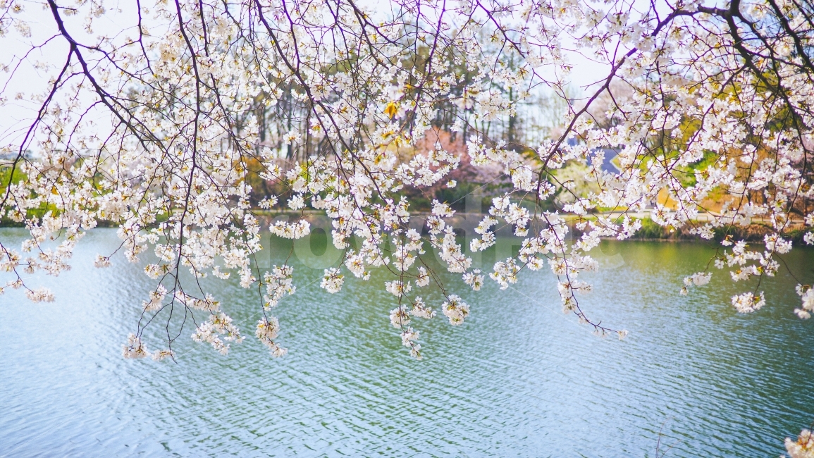 능수벚,꽃,봄,강,자연,감성,봄,계절,spring,season,식물,자연,plants,nature,꽃,flower,plant,blossom,cherry blossom,벚꽃
