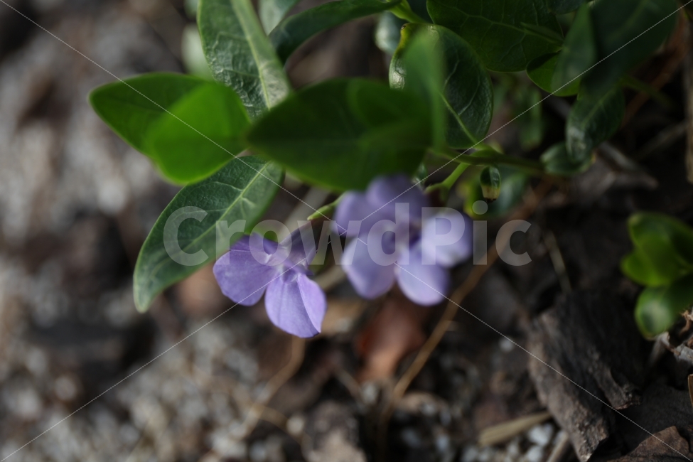 보라색,꽃,접사,봄,정원,식물,자연,plants,nature,꽃,flower