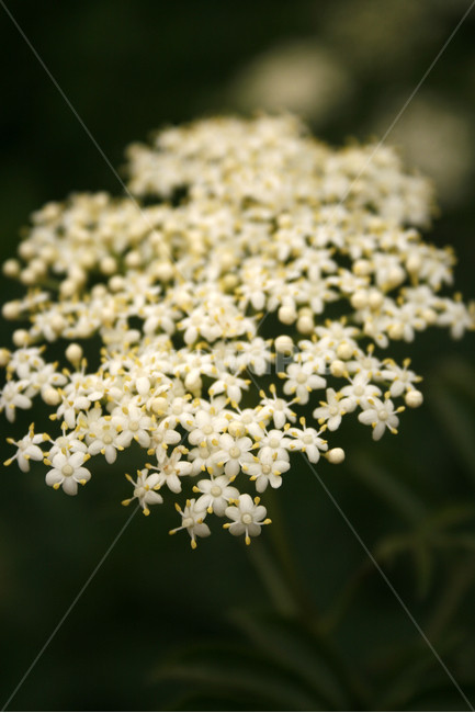 딱총나무,식물,flower,plants,nature,꽃,식물,자연,plants,nature,꽃,flower