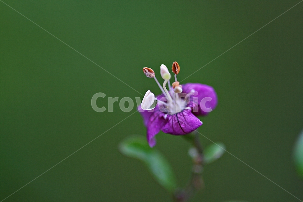 꽃,봄,식물,자연,플라워,산책,공원,식물,자연,plants,nature,꽃,flower
