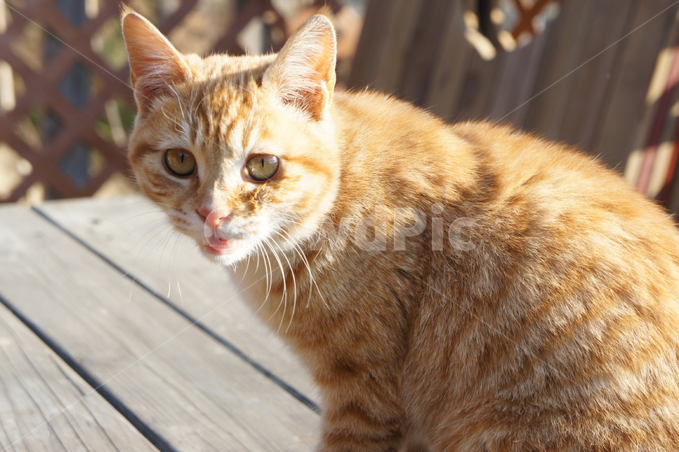 고양이,길고양이,cat,갈색,햇빛,brown,fur,털,straycat,animal,동물