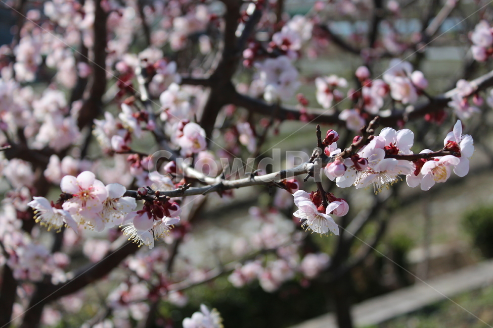 꽃,봄,spring,계절,꽃나무,flower,plant,식물,색감,매화,분위기