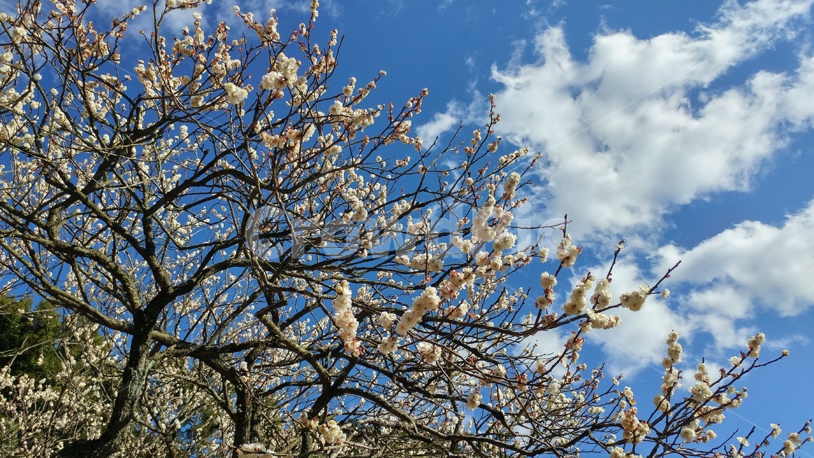 하늘,매화,구름,바탕,배경,background,sky,나무,자연,nature,봄,계절,spring,season,plant,식물