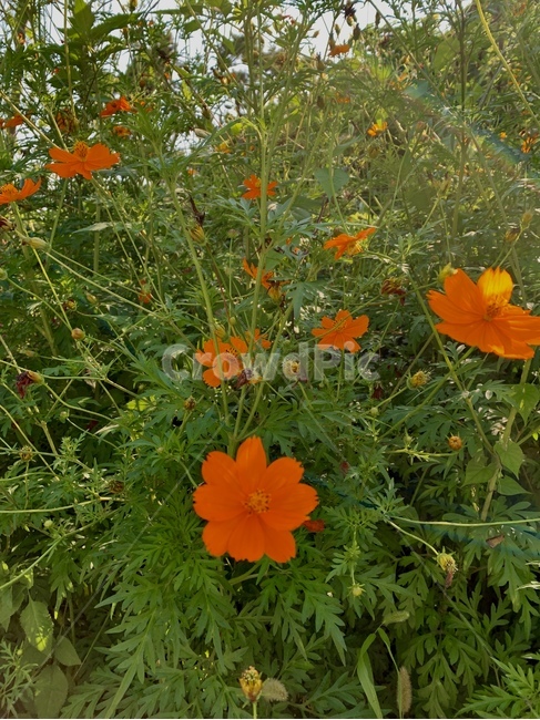 식물,pottedplant,꽃,flower,자연
