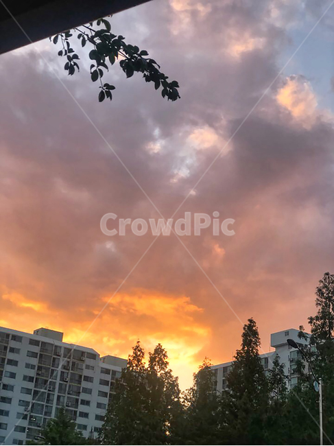 nature,outdoors,자연,옥외,tree,나무,plant,식물,sunset,sky,도시,풍경,city,landscape