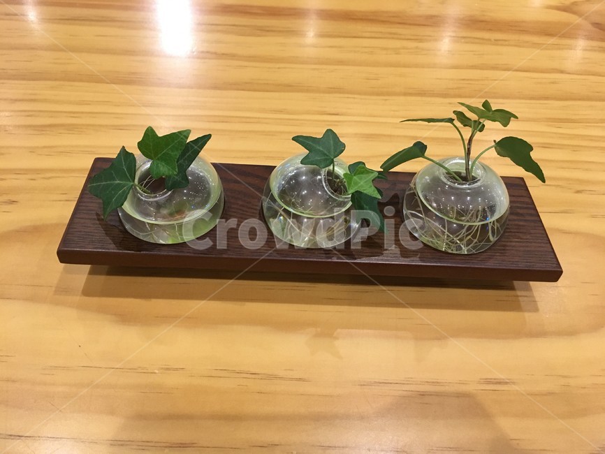 식물,인테리어,작은화분,유리병,카페,식물,자연,plants,nature,실내용화초,화분,화초,house plant