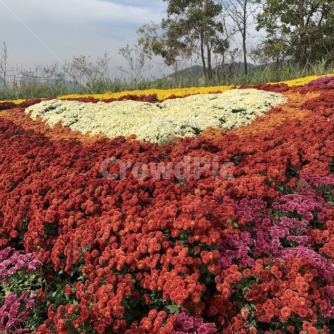 화순,화순국화축제,국화,꽃,가을,식물,plant