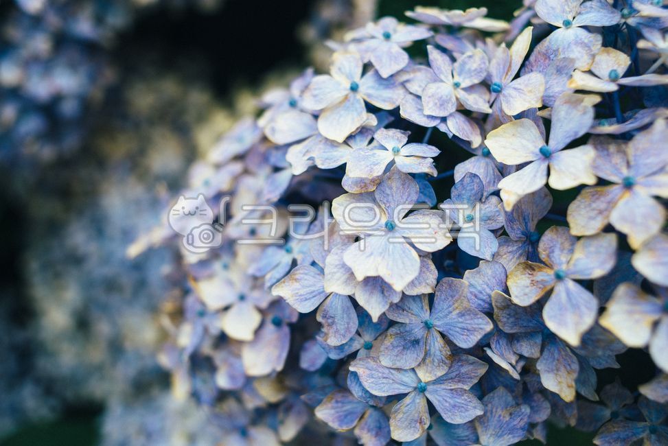 pretty,atmospheric,plant,plnat,hydrangea,flower