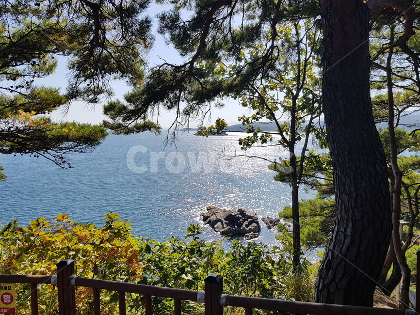 남해,여수,자연,바다,소나무,휴가,풍경,tree,sea,ocean