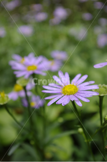 벌개미취,식물,plant,자연,nature,꽃,flower,식물,자연,plants,nature,꽃,flower