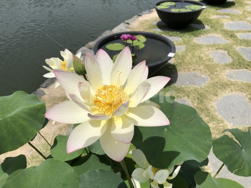 연꽃,연꽃축제,궁남지,꽃,수련