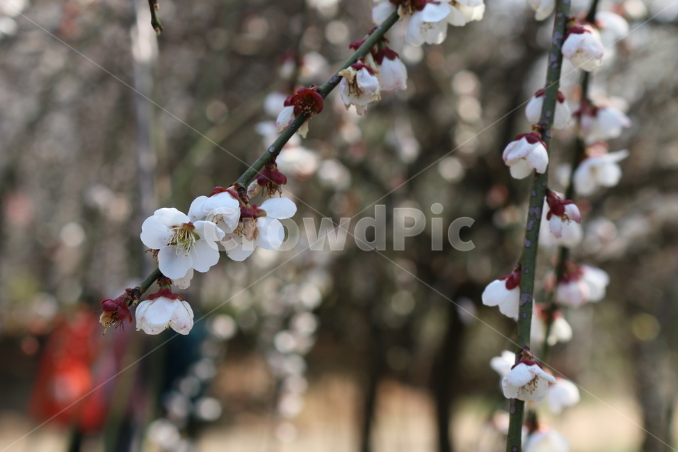 plant,식물,flower,꽃,blossom,식물,자연,plants,nature,꽃,flower