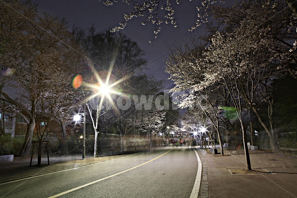 벗꽃,꽃,벗꽃길,인천대공원,풍경,자연,배경