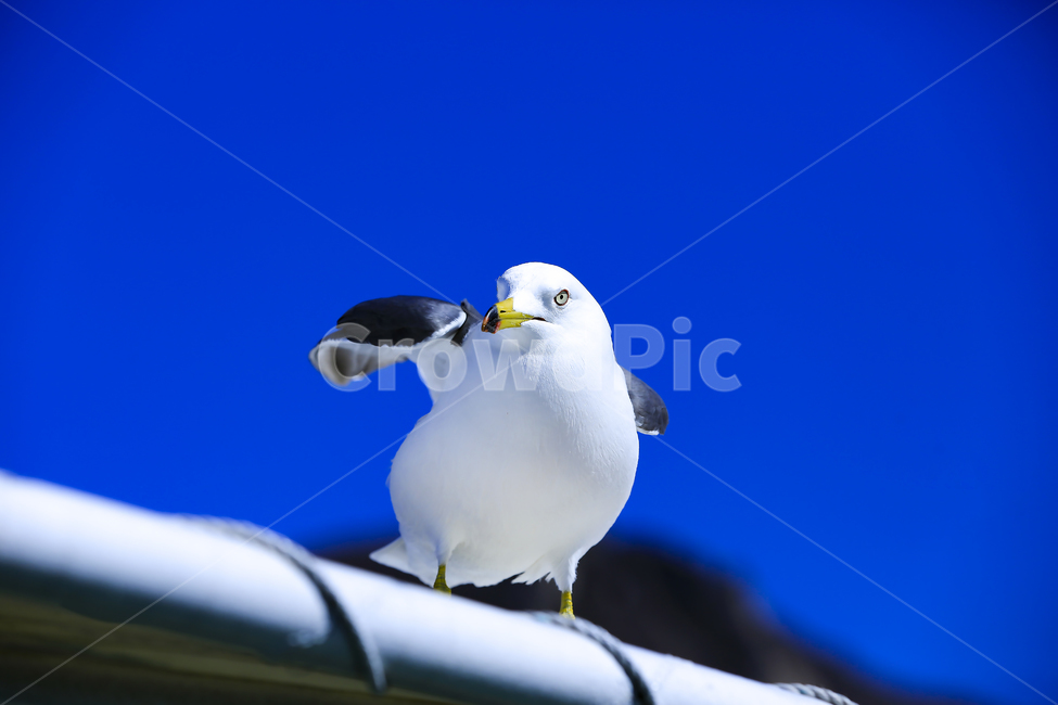 갈매기,조류,새,동물,날개,사냥,하늘,부리,bird,mewgull,commongull,부산갈매기,괭이갈매기,동물,animal,조류,새,birds