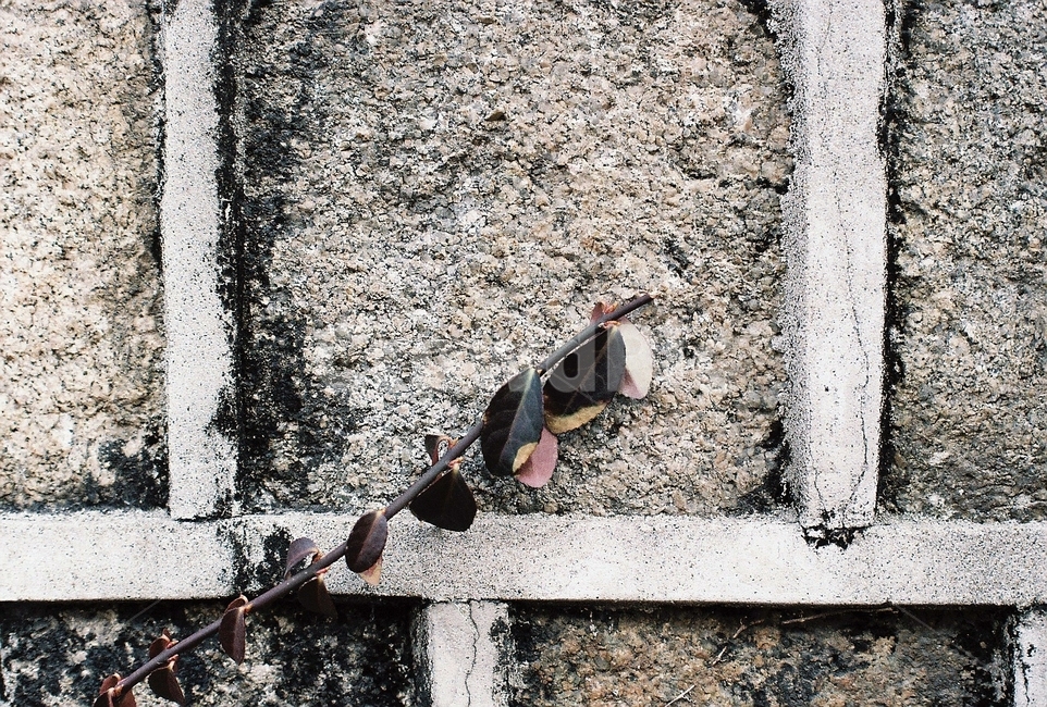 필름,돌담길,벽,식물,패턴,느낌,감성,film,filmphoto,식물,자연,plants,nature