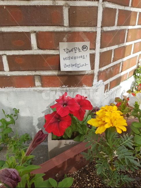 금연,금연구역,메모,꽃,화분
