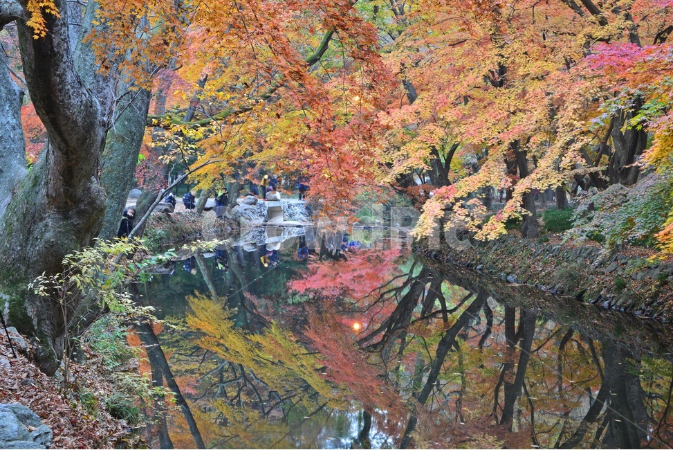tree,나무,plant,식물,maple,leaf,잎,water,물,nature,자연,outdoors,옥외,고창,선운사,선운사가을,도솔천,가을,계절,추색,만추,단풍,반영,가을,계절,fall,autumn,season