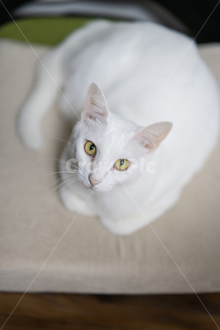 고양이,앙고라,동물,cat,angora,동물,animal,포유류,mammal,고양이,cat,kitten,kitty