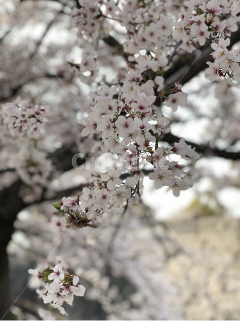 봄,벚꽃,벛꽃,나무,벛꽂축제,봄,계절,spring,season,plant,식물,flower,꽃,blossom