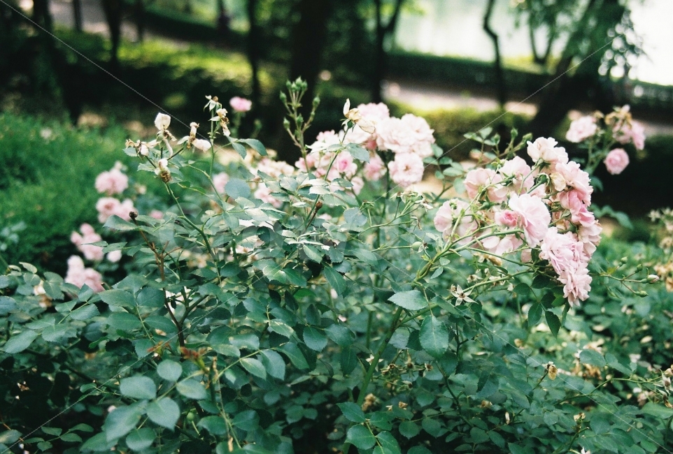 연분홍장미,장미꽃,장미,꽃사진,석촌호수,식물,자연,plants,nature,꽃,flower,감성,sensible,feeling