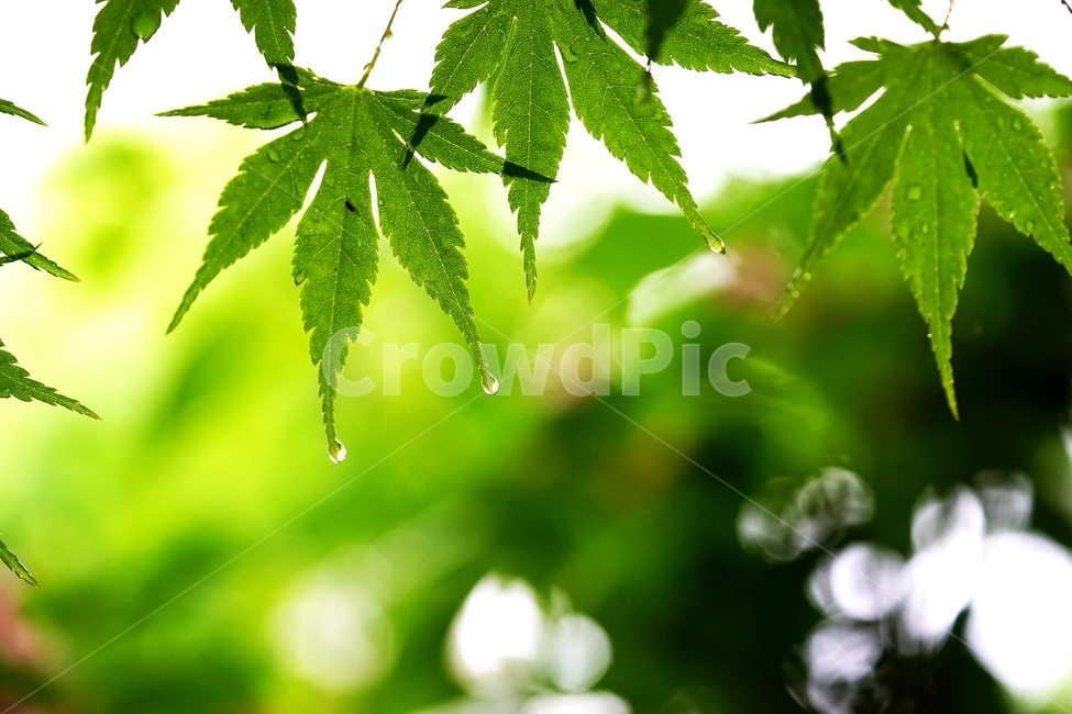 비,나뭇잎,새잎,단풍나무,봄,연초록,식물,자연,plants,nature