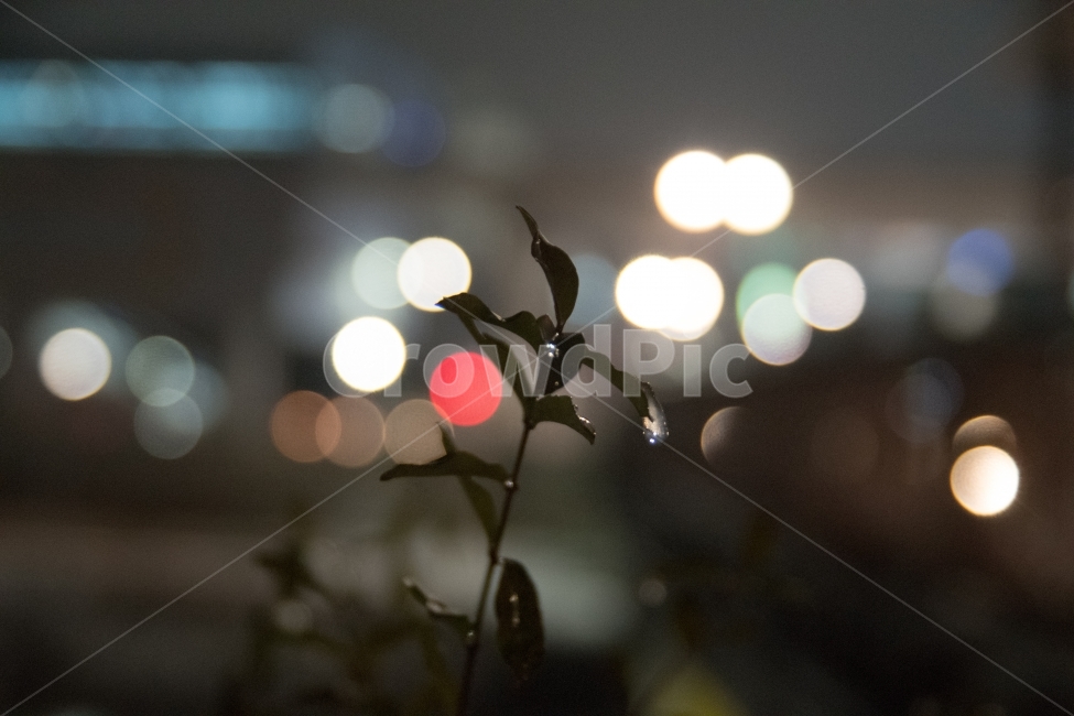 밤,보케,비,비내린날,풀잎,감성,감성사진,야경,밤,풍경,nightscape,night,landscape,식물,자연,plants,nature,감성,sensible,feeling,비,비오는날,rain,rainy,light,빛,flare,플레어