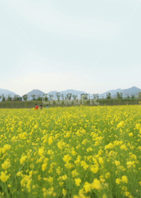 유채,유채꽃,엽서,봄,하늘,산,들판,들,자연,nature,field,꽃,꽃밭