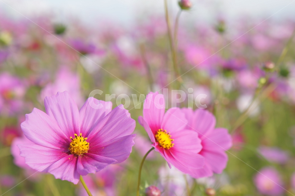 코스모스,cosmos,꽃,flower,식물,plant,식물,자연,plants,nature,꽃,flower
