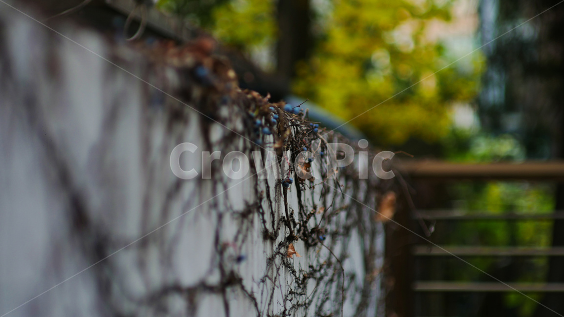 덩쿨,가을,감성,담벼락,나무,식물,자연,plants,nature