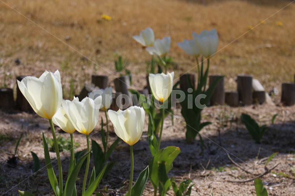 plant,식물,blossom,flower,꽃,봄꽃,들꽃,야생화,식물,자연,plants,nature,꽃,flower