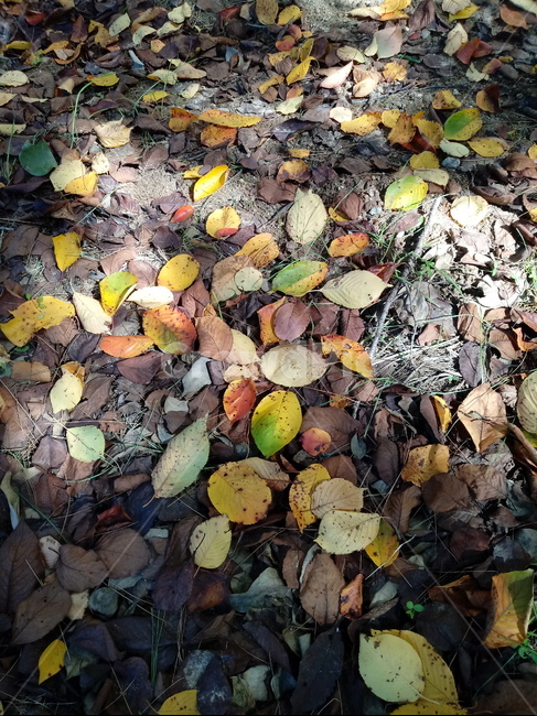 낙엽,단풍,가을,leaf,잎,나뭇잎,가을,계절,fall,autumn,season,식물,자연,plants,nature,plant,ground,바닥