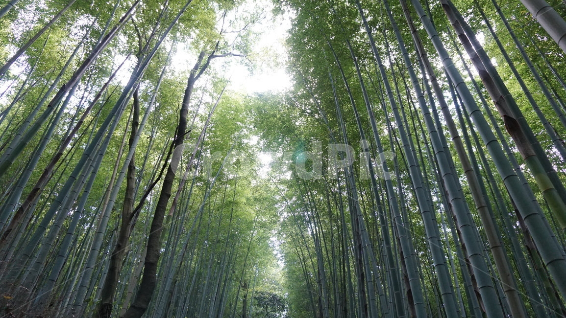 plant,식물,대나무,뱀부,bamboo