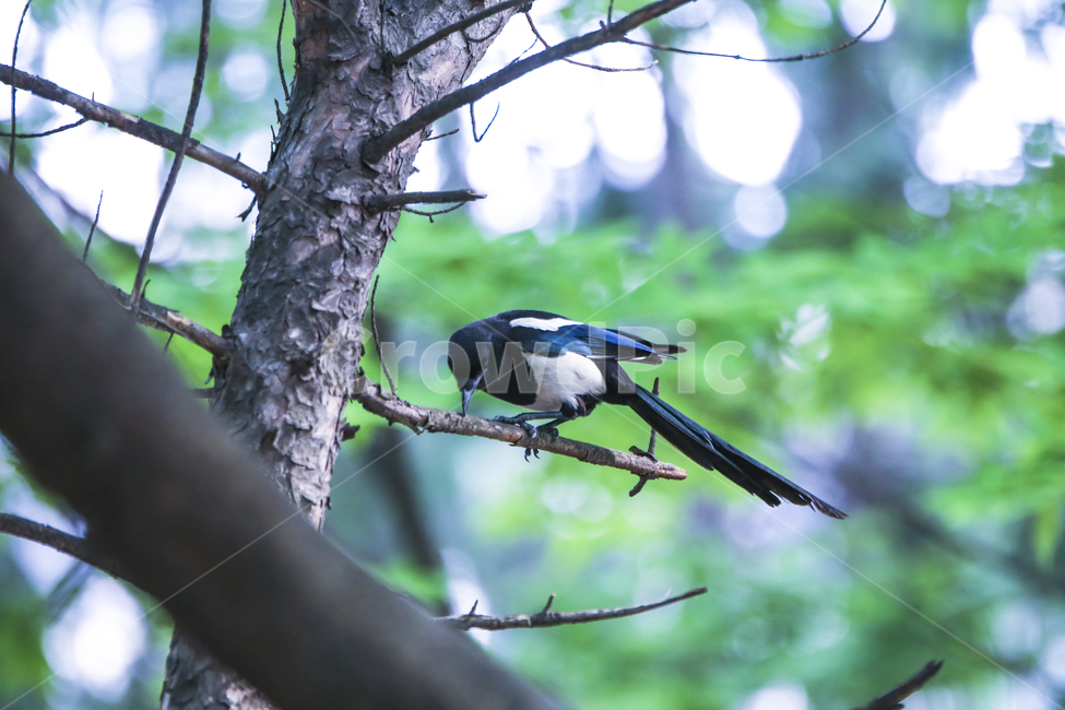 까치,새,조류,자연,생태,나무,bird