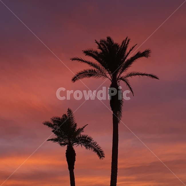 nature,자연,outdoors,옥외,실루엣,석양,야자수,silhouette,sunset,palmtree,여름,summer